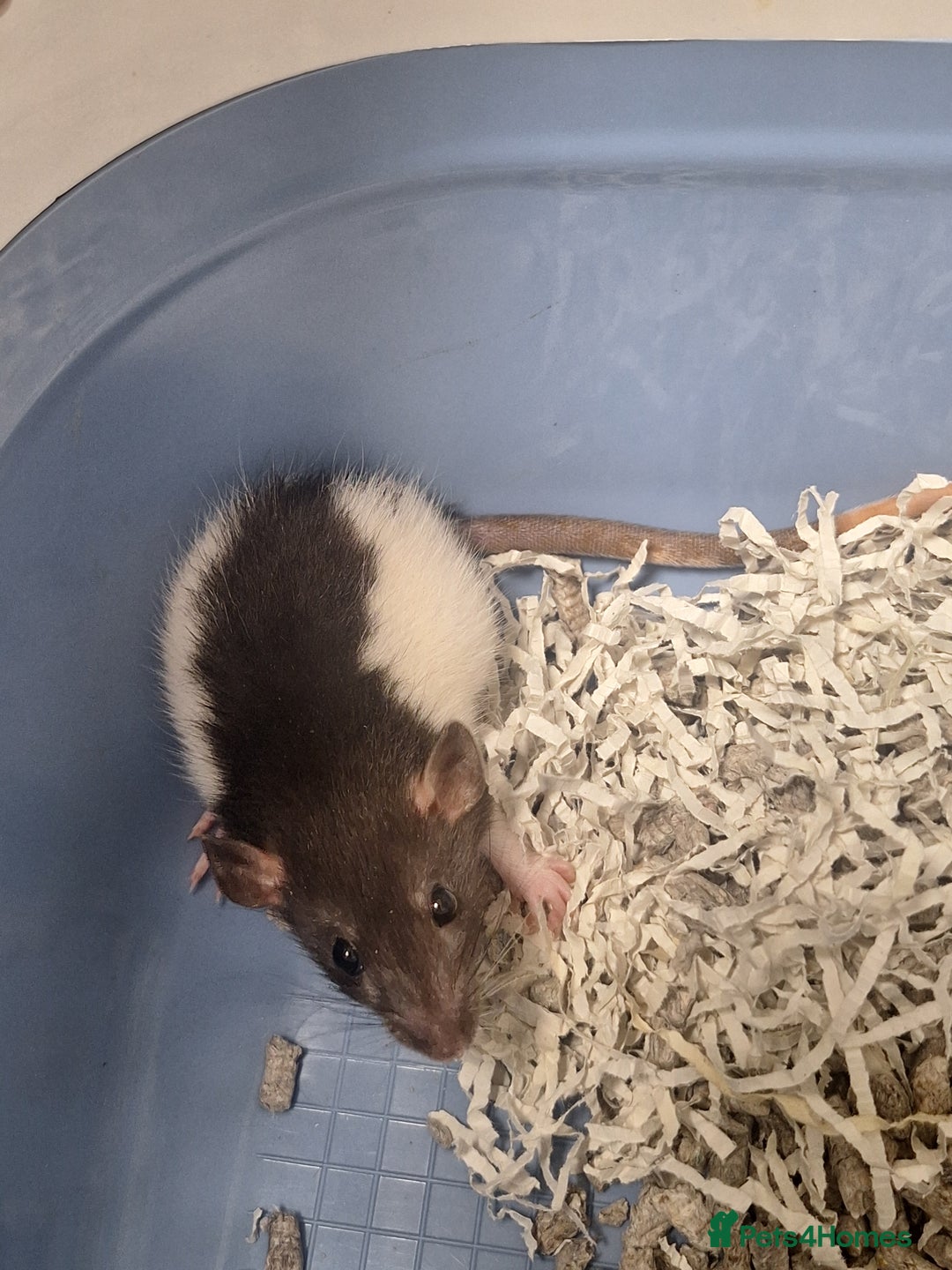 Rat rodents for sale: Baby rats - Image 6