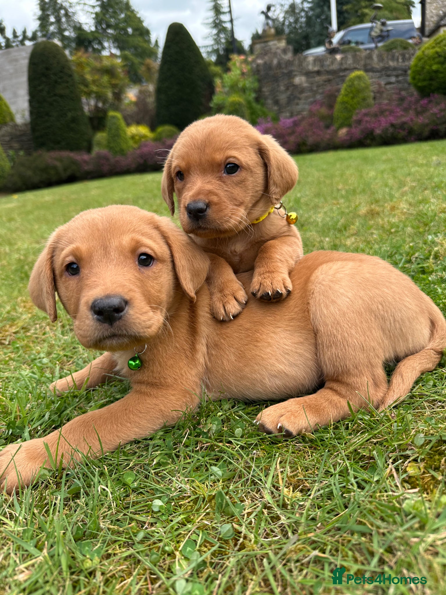 Labrador Retriever dogs beautiful kc registered fox red Labrador puppies  - Advert 1