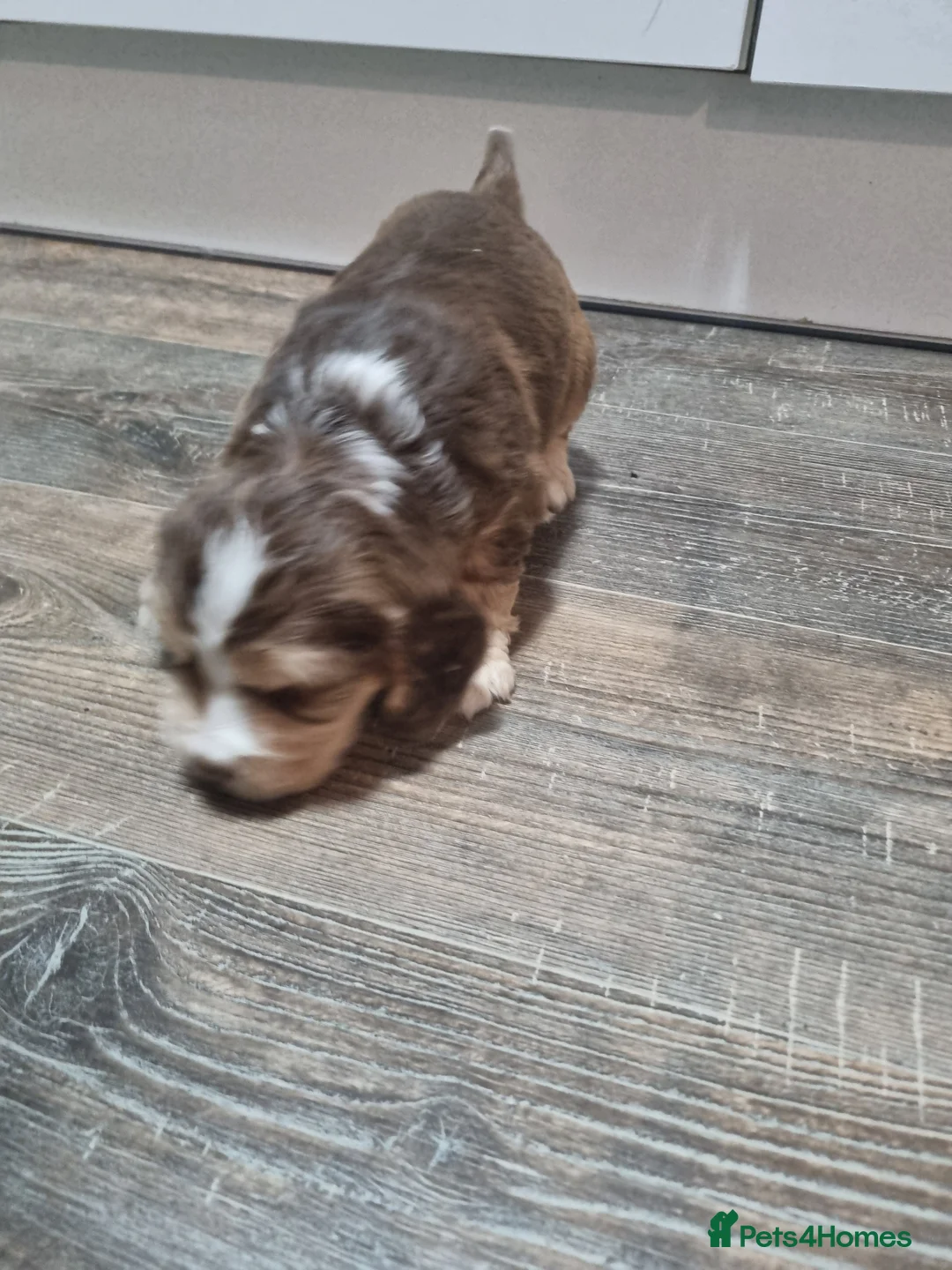 Cocker Spaniel dogs for sale:  Show Cockerspaniel puppies - Advert 4