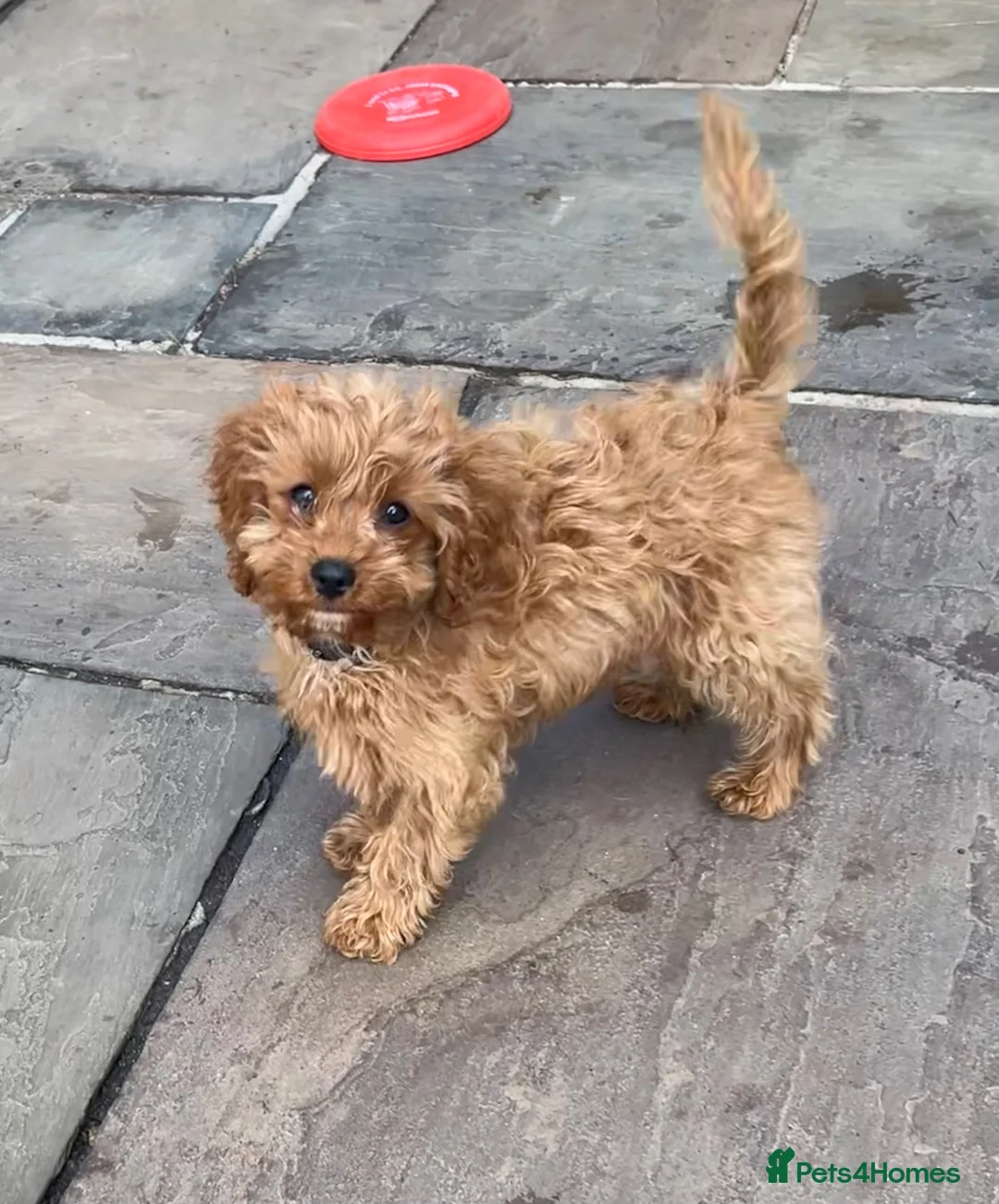 Cavapoo dogs for sale: Two lovely Cavapoo boys - Advert 9