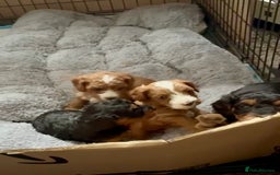 Cavapoo dogs for sale: Only 1 puppy left! F1B Cavapoo pups! - Image 5