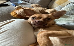 Mixed Breed dogs for sale: Chihuahua cross French bulldog  - Image 2