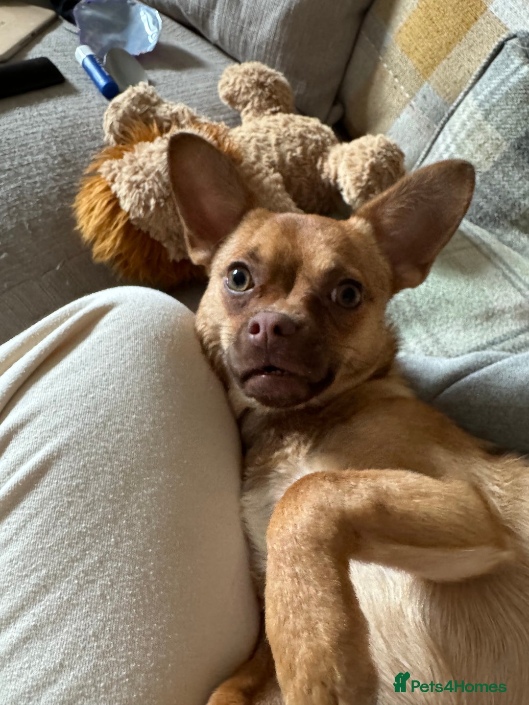 Mixed Breed dogs for sale: Chihuahua cross French bulldog  - Image 2