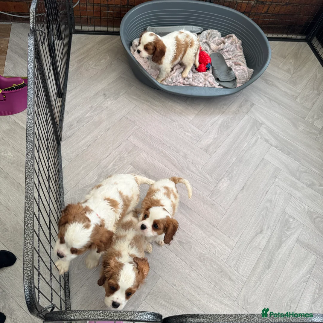 Cavalier King Charles Spaniel dogs for sale: Stunning cavalier King Charles puppies  - Advert 7