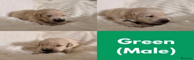 Green male