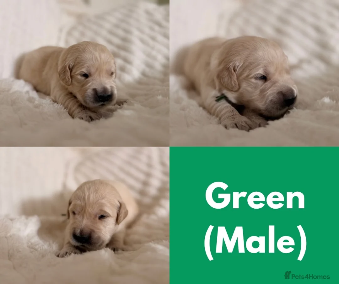 Golden Retriever dogs for sale: GOLDEN RETRIEVER PUPPIES - Advert 2