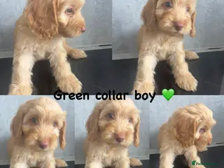 Cockapoo dogs *REDUCED* READY NOW - 4 left - cockapoo puppies - Advert 10