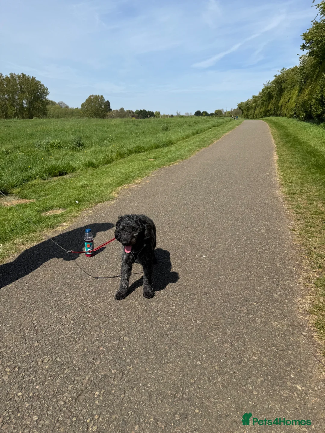 Cockapoo dogs for sale: Needs a loving new home Available now - Advert 2