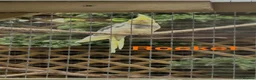 Cockatiels birds for sale: Pair of cockatiels  - Advert 3