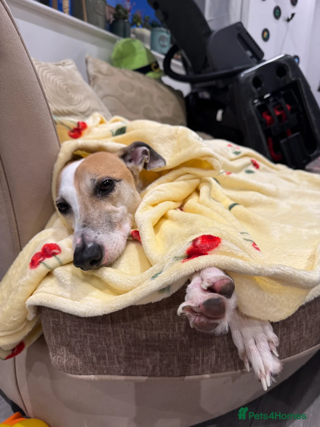 Greyhound dogs for sale: Greyhound - Advert 5