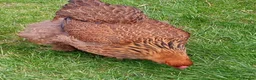Chickens poultry for sale: LF Brahma Partridge, Lemon Pyle, golden lace - Advert 6