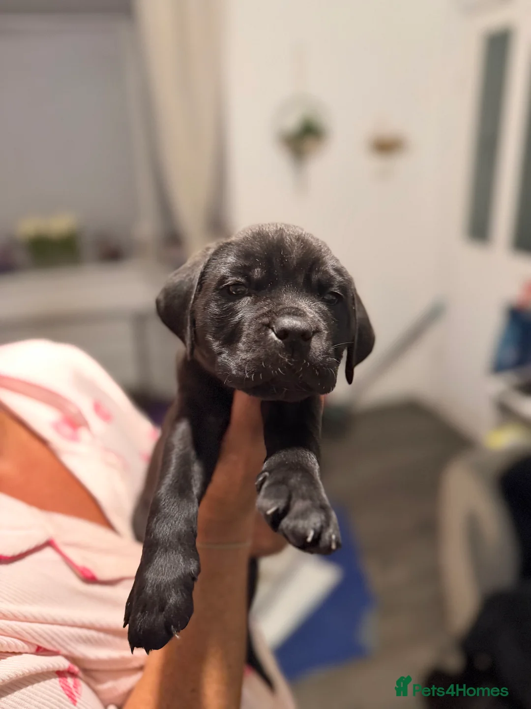 Cane Corso dogs for sale: CANE CORSO PUPS READY TO LEAVE £1000 - Advert 2