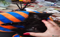European cats for sale: Three awesome girls - Image 1