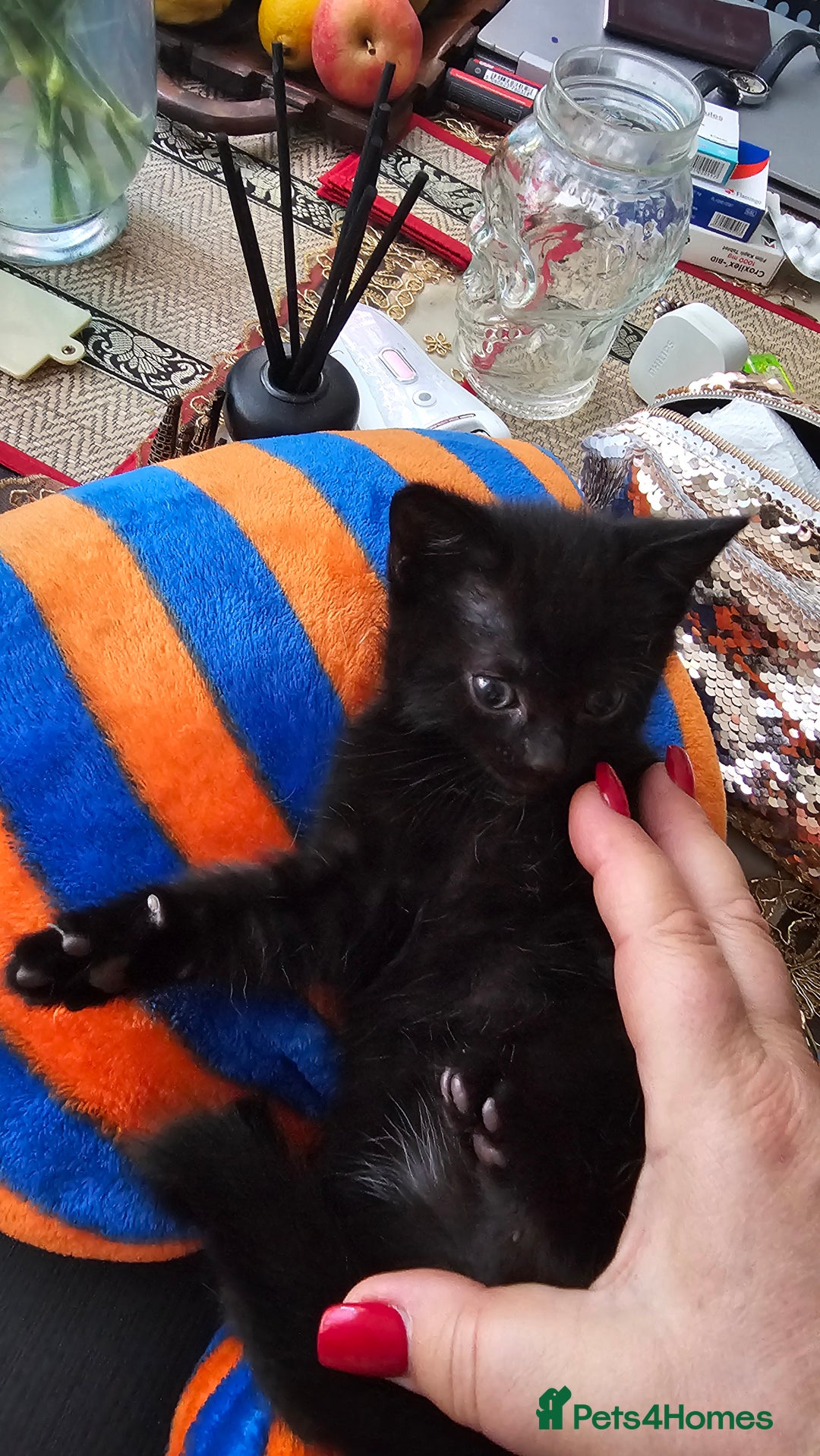European cats for sale: Three awesome girls - Image 1