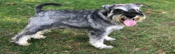 Miniature Schnauzer dogs for sale: STUNNING MINIATURE SCHNAUZER PUPPIES  - Advert 7