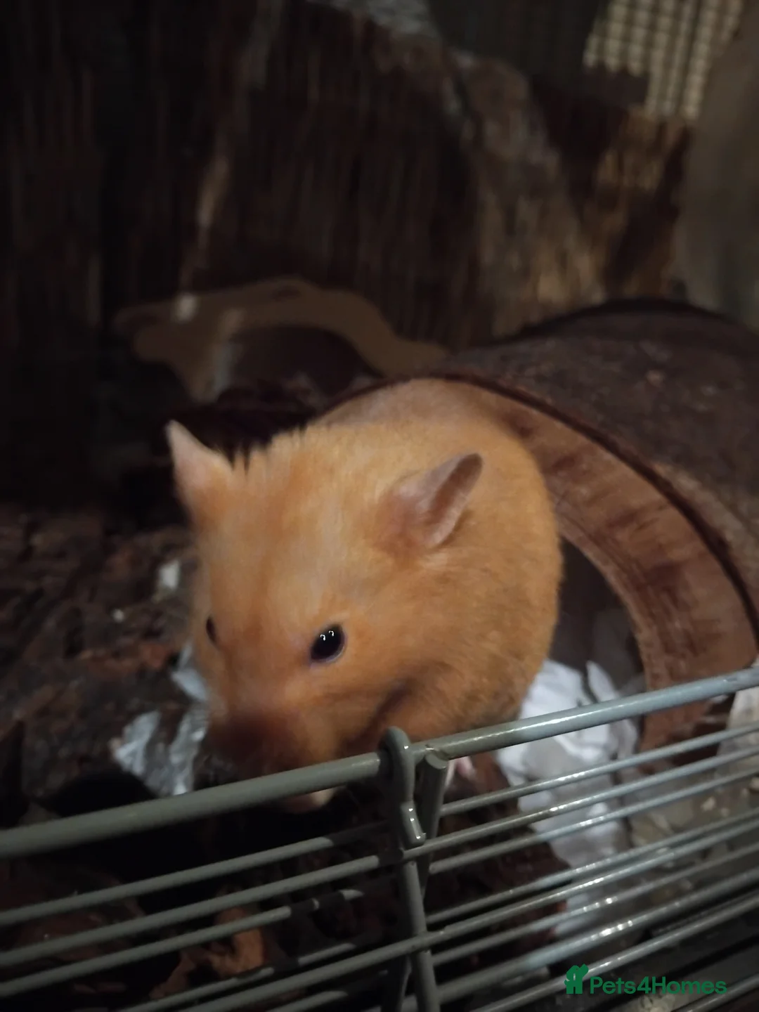 Hamster rodents for sale: 🐹Male Syrian hamster available for adoption 🐹  - Advert 2