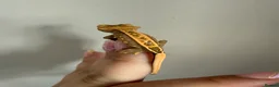 Gecko reptiles for sale: Crested gecko for sale  - Advert 5