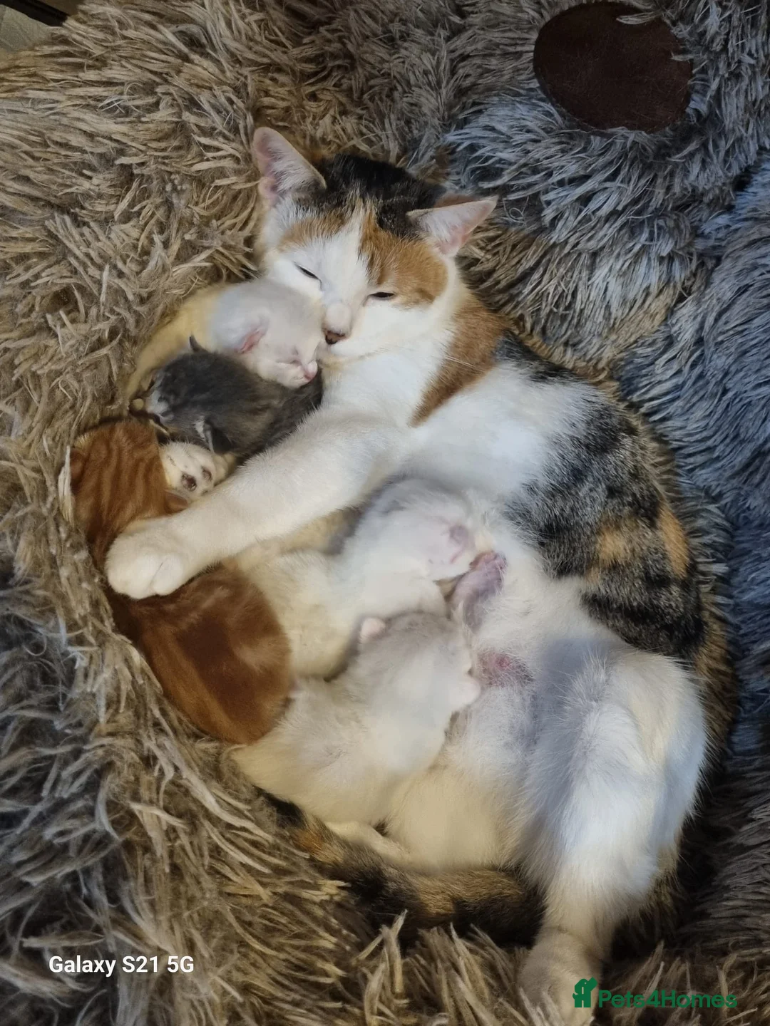 Domestic Shorthair cats for sale: Kittens for sale ASAP - Advert 7