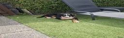 Bernese Mountain Dog dogs for sale: Bernese Mountain Dog - Ready for Forever Home - Advert 2