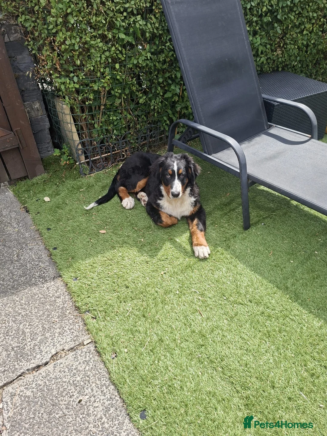 Bernese Mountain Dog dogs for sale: Bernese Mountain Dog - Ready for Forever Home - Advert 2