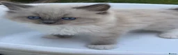 Ragdoll cats for sale: 4 Full Breed Ragdolls - Advert 6