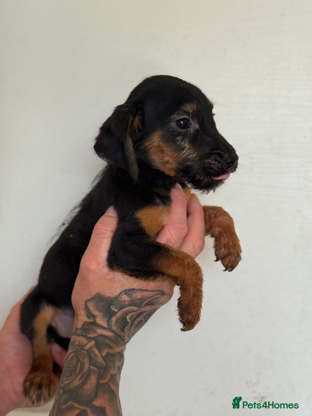 Jack Russell dogs for sale: Jack Russell  - Image 9