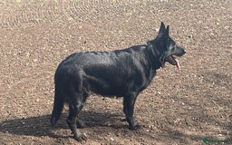 German Shepherd dogs for sale: German Shepherd Female  - Image 1