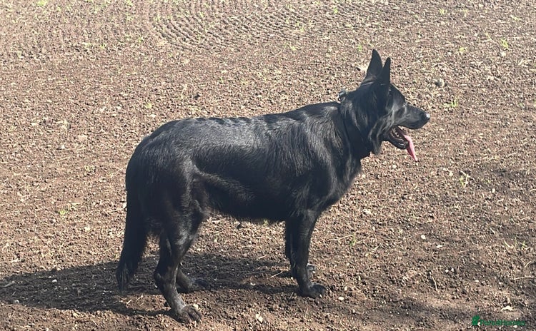 German Shepherd dogs - Advert 1