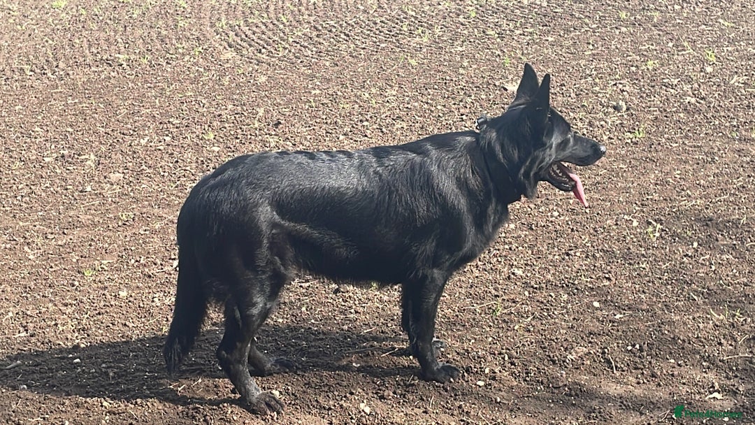 German Shepherd dogs for sale: German Shepherd Female  - Image 1