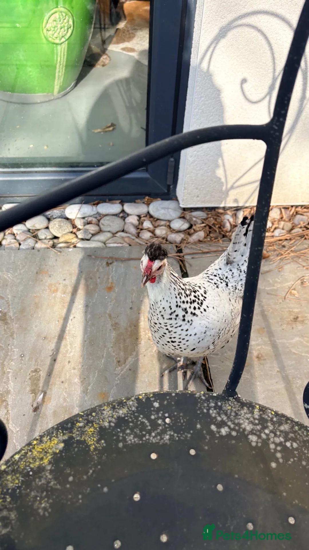 Chickens poultry for sale: Silver Spangled Appenzeller Spitzhauben bantam - Advert 5