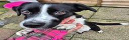 Mixed Breed dogs for adoption: Maudy - In Ayr Looking for a home  - Advert 3