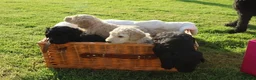 Standard Poodle dogs for sale: Standard Poodle Puppies  in Craigavon - Advert 1