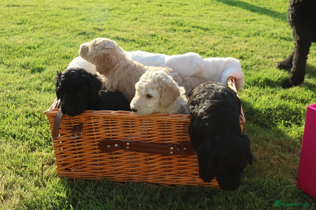 Standard Poodle dogs for sale: Standard Poodle Puppies  in Craigavon - Advert 1