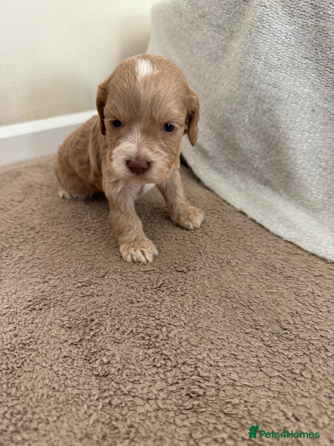 Cockapoo dogs for sale: 8 beautiful cockapoo puppies  - Image 6