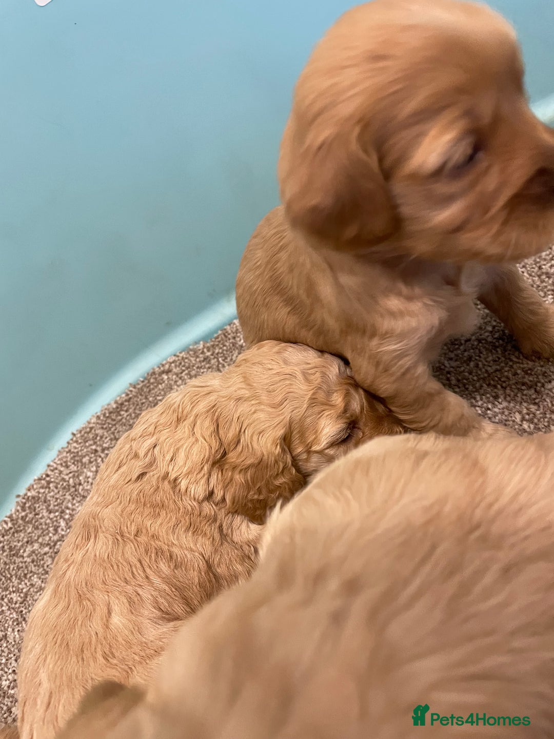 Cockapoo dogs for sale: P,r,a clear f1 cockpoo - Advert 24