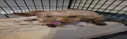 Poochon dogs for sale: F2 poochon boys  in Ammanford - Advert 14