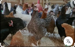 Chickens poultry for sale: Hens (chicken/ducks) Point Of Lay, multiple breeds - Image 1