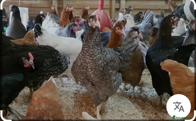 Chickens poultry - Advert 4