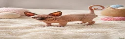 Sphynx cats for sale: Sphynx kitten for sale tica registered  - Advert 3