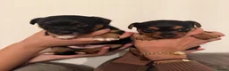 Jack Russell dogs for sale: Jack Russell puppies  in High Wycombe - Advert 5