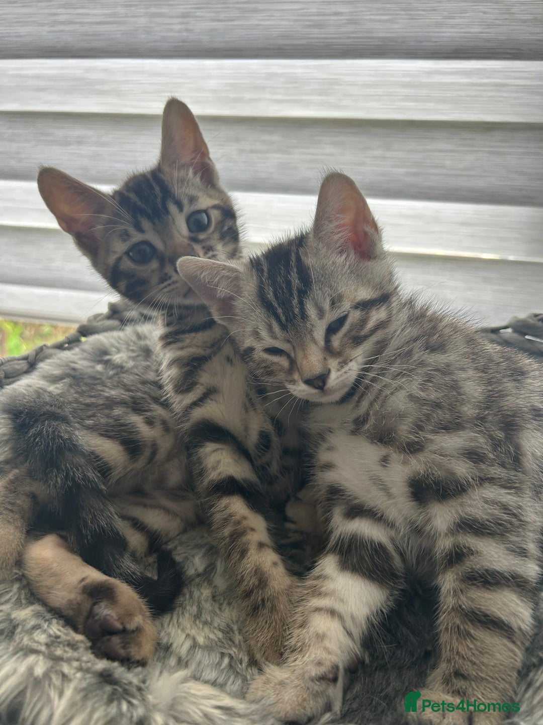 Bengal cats for sale: 🐾 Kittens Looking for a Loving Home! 🐾 - Image 11