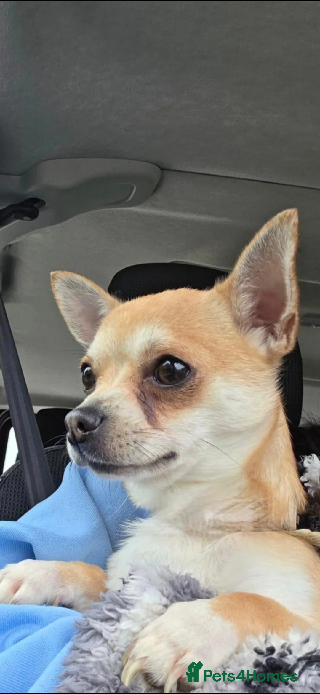 Chihuahua dogs for stud: Milo chihuahua stud - Advert 2