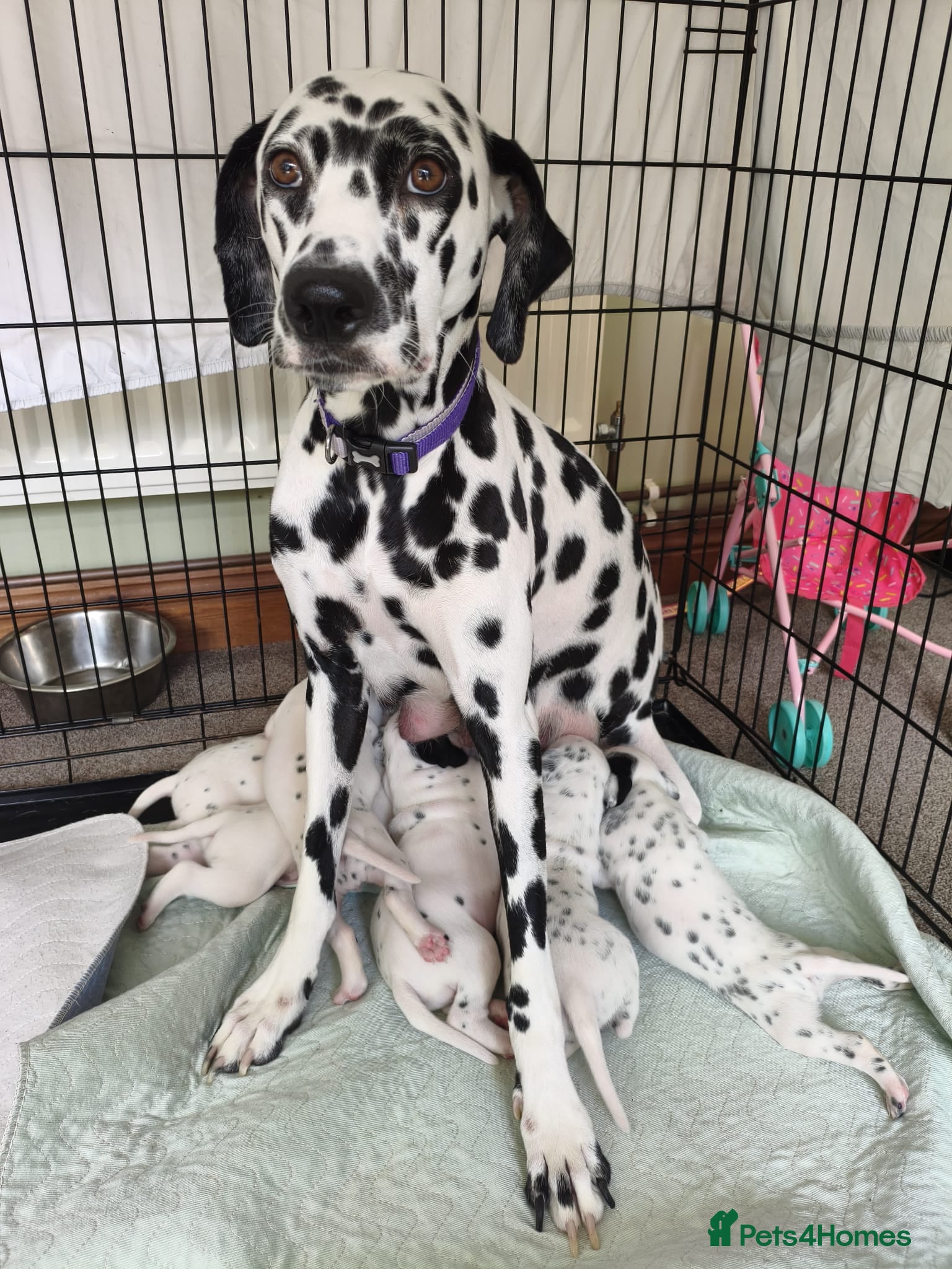 Dalmatian dogs Kc pups  - Advert 14