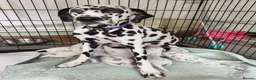 Dalmatian dogs for sale: Kc pups  - Advert 1