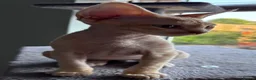 Devon Rex cats for sale: Ready now. GCCF registered and health tested. - Advert 10