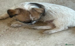 Jack Russell dogs for sale: Pure Jack Russell puppies ready now - Image 4
