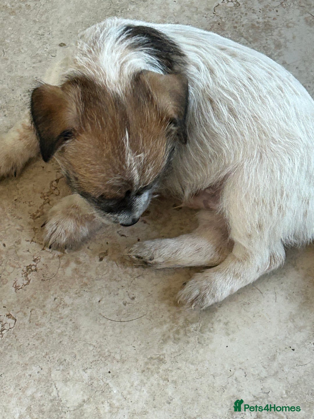 Jack Russell dogs for sale: Pure Jack Russell puppies ready now - Image 4