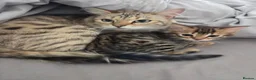 Bengal cats for sale: FULL CASHMERE FEMALE  - Advert 12