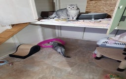 British Shorthair cats for sale: Adults Cats for Sale / loving home - Image 2