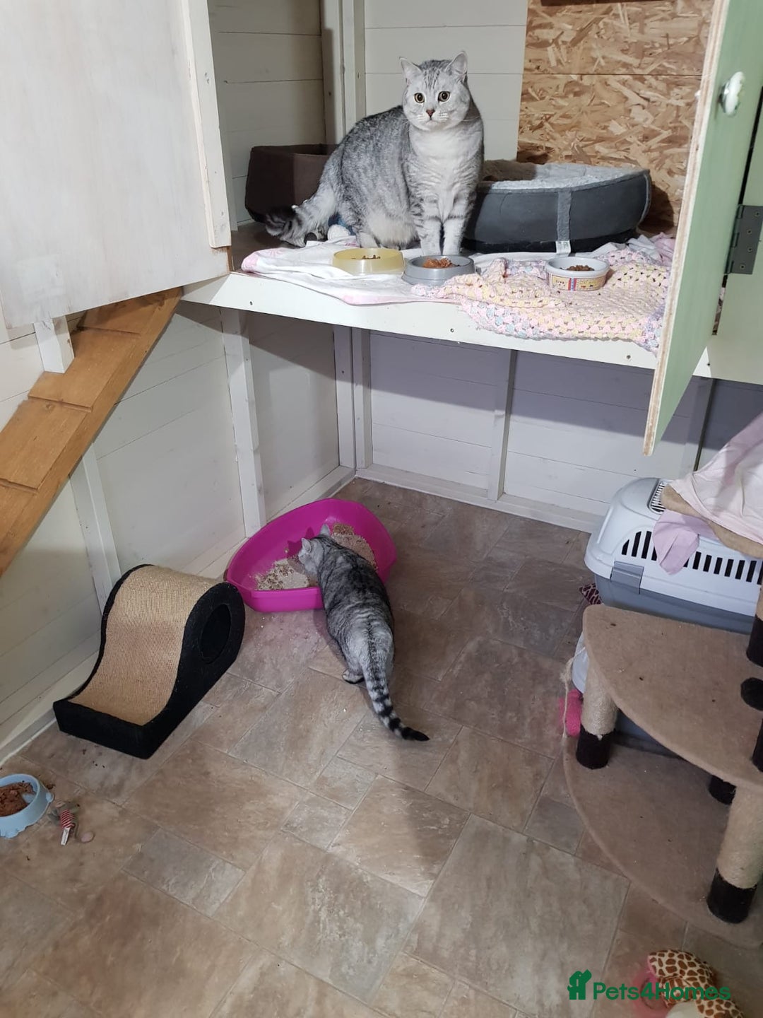 British Shorthair cats for sale: Adults Cats for Sale / loving home - Image 2